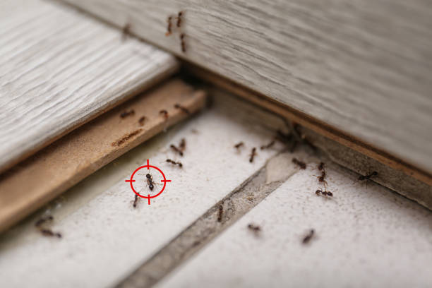 Best Rodent Control Near Me  in Dulles Town Center, VA