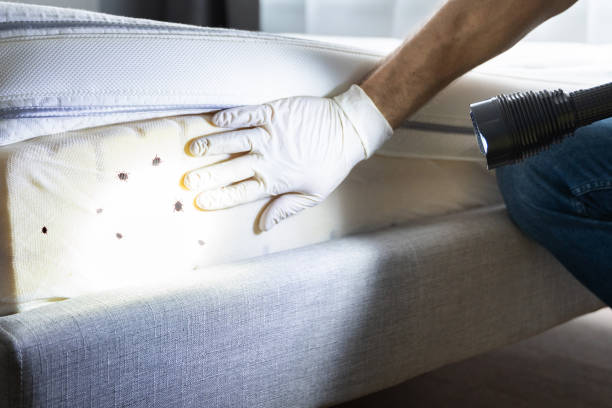 Best Rat Extermination Near Me  in Dulles Town Center, VA